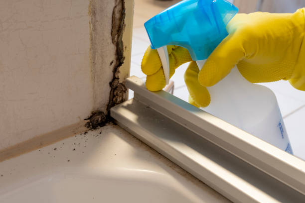 Best Local Mold Removal Service  in New Hyde Park, NY