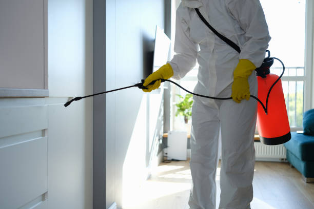 Professional Mold Removal in New Hyde Park, NY